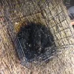 SMF Crouch and Co About Magma Firestop 3